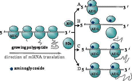 氨基糖苷类药物有哪些 氨基糖苷类抗生素