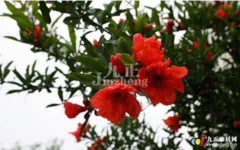 石榴花可以吃吗 石榴花 石榴花可以吃吗？