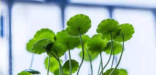 金钱草伤胃 金钱草:胃返流的克星