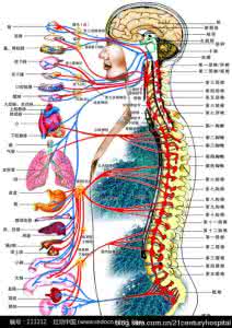 腰椎是人体的支柱,应避免8个坏习惯(图解
