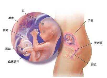 怀孕周期胎儿生长图 【怀孕25周】怀孕第25周胎儿图