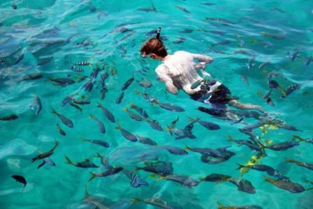 澳大利亚自由行攻略 ［澳大利亚］在大保礁做一条自由的鱼