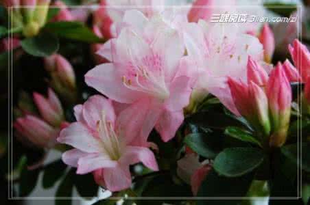 杜鹃花的浇水 杜鹃花浇水的5要点