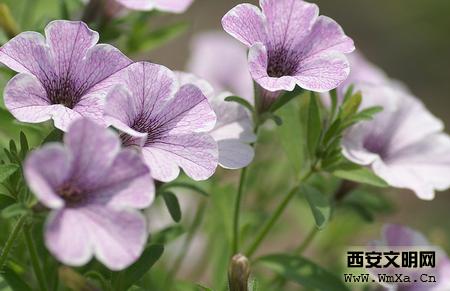 矮牵牛花的养殖方法 牵牛花的养殖方法和注意事项