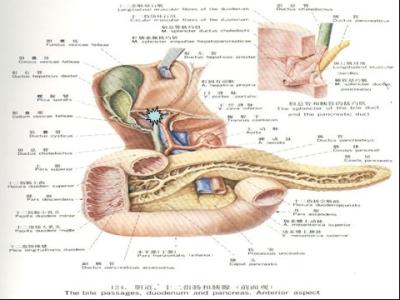胆管肿瘤怎么治疗 胆管肿瘤治疗 胆管肿瘤怎么治疗 治疗胆管肿瘤的方法