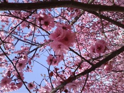 凤凰花开 毕业季 毕业季，花开烂漫