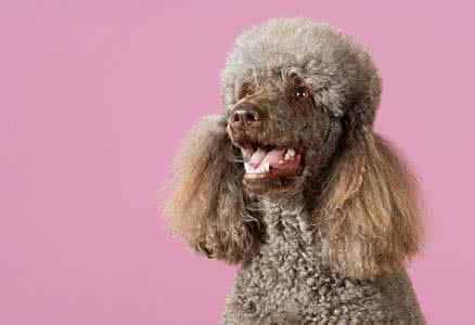 贵宾犬泪痕如何洗掉 贵宾犬有泪痕怎么办