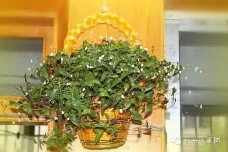 吊兰居然有这么多种 吊兰居然有这么多种 吓死了，家里居然隐藏了这么多危险物！