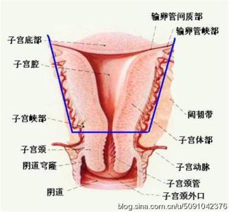 子宫内膜薄 试管婴儿 试管婴儿子宫内膜厚度 子宫内膜厚度是否影响试管婴儿的成功率