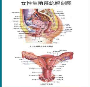 免疫力增强妇科病自愈 妇科知识：浅谈如何增强怀孕几率