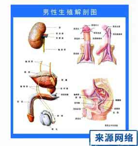 男性泌尿系统疾病 男性泌尿系统疾病 ​男性泌尿系统疾病都有什么