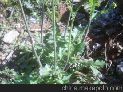 干蒲公英的抗癌配方 干蒲公英的抗癌配方 魔芋的抗癌配方