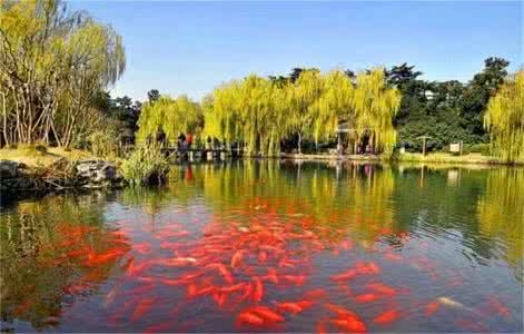 西湖花港观鱼图片 西湖花港观鱼