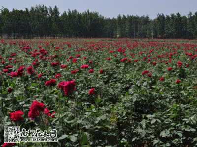 月季花的养殖方法 月季花的养殖新方法