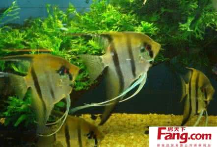 热带鱼怎么养 n队长 热带鱼怎么养才能成活?请注意这七点!_n队长