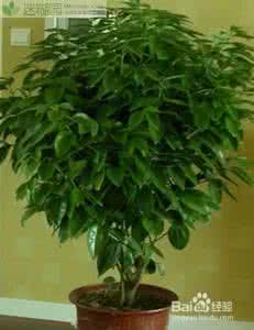 平安树养殖注意事项 平安树盆栽养殖注意事项