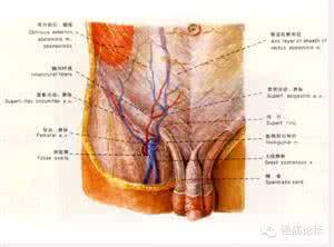 腹股沟疝 强疝盘点（二）——开放下腹股沟区解剖