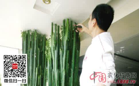 龙骨的正确修剪方法 龙骨花的修剪方法