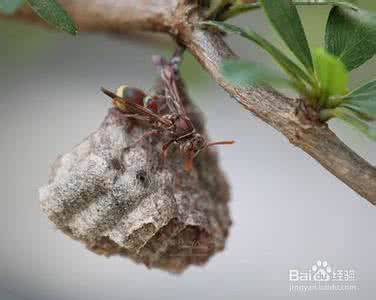 马蜂蜇人怎么处理 苦瓜如何去苦，连翘治疗感冒，被马蜂蜇伤如何处理