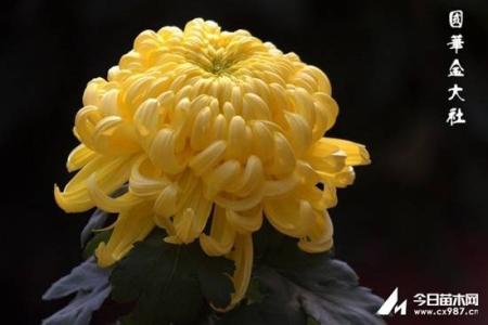 小菊花品种 菊花的品种有哪些