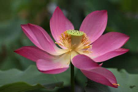 大暑代表什么动物 大暑代表什么