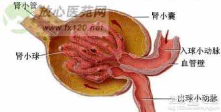 慢性肾小球肾炎偏方 男科偏方 急性肾小球肾炎的治疗偏方