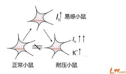 否极泰来 否极泰来 【论文故事】抗抑郁疗法新思路:遇强愈强,否极泰来