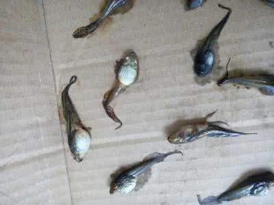 乌龟吃蝌蚪吗 蝌蚪，乌龟和螺蛳