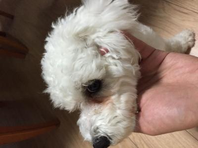人脸上有泪痕怎么去除 怎样去除狗狗泪痕
