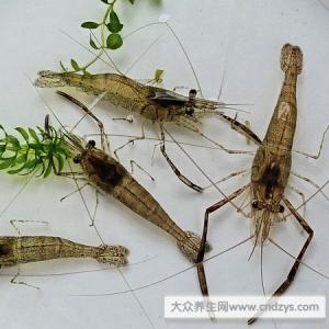 小河虾的保存方法 河虾 活饵的保存方法全解(红虫、昆虫、河虾、泥鳅)