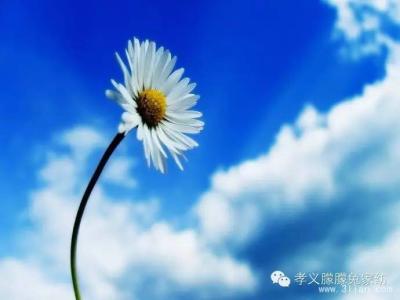 玉莲绽放 花开不败 心随花开 ，快乐绽放。