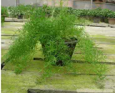 天门冬种植技术 天门冬种植技术 天门冬的种植技术