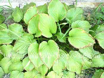 药店重点养护品种 玉簪品种 玉簪的品种和玉簪的养护方法