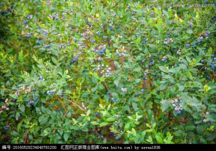 蓝梅树的种植 蓝梅树的种植 【蓝梅种植方法】蓝梅怎么种