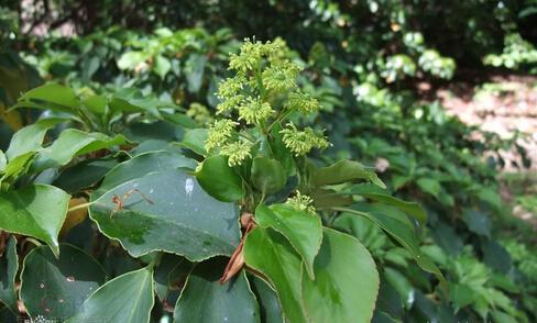 昆工智慧树 昆栏树