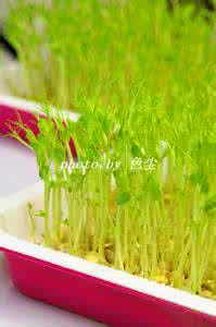 水培豌豆苗 种植方法 豌豆苗的家庭水培种植方法