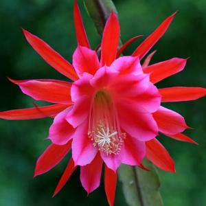 令箭荷花图片 令箭荷花图片 唯美令箭荷花图片欣赏