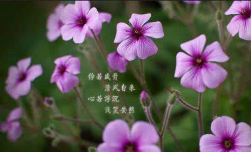 花若盛开 清风自来图片 花若盛开 清风自来