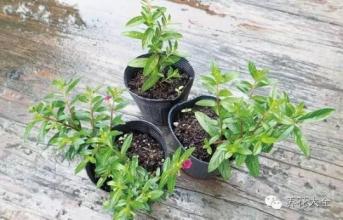 简单实用降血脂方法 绝技 | 超简单实用水插法，有了这招扦插不再难