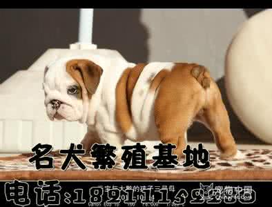 勇敢狗狗救援队动画片 勇敢的狗狗汪汪队 机智勇敢汪汪队《车内的危险》，夏天到了，开车的父母一定要给宝宝听这个故事！