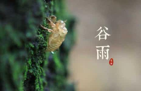 谷雨是什么意思 谷雨 谷雨是什么意思