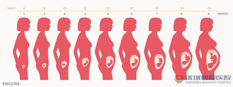 一个月的胚胎有多大 一个月胎儿都有多大的简介