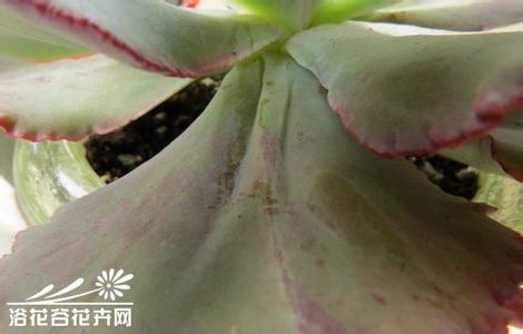 多肉植物晒伤 多肉植物冻伤、晒伤、干裂的处理方法