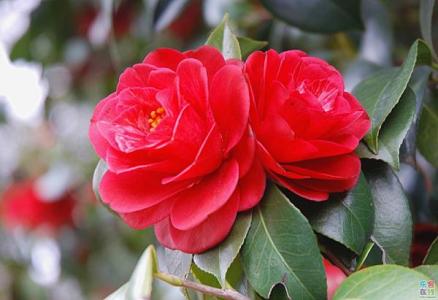 小孩烂舌头是怎么回事 小孩花舌头 小孩舌头花是怎么回事？