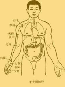 手太阴肺经循行路线图 金秋护肺看肺经，如何瞄准肺经的“路线图”？