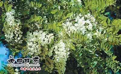 槐树花有毒吗 槐树花有毒吗 槐树花可以吃吗