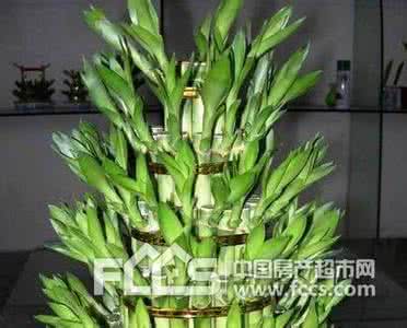 富贵竹风水摆放禁忌 敛财须知：富贵竹禁忌摆放位置