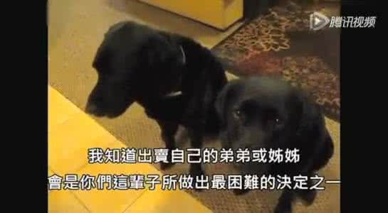 偷吃饼干 主人审问是谁偷吃了饼干，狗狗的反应亮了……