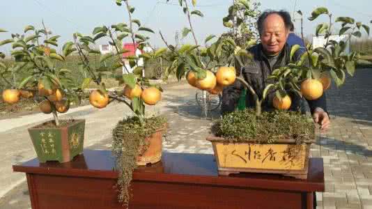 梨树种子制作的小盆栽 盆栽梨树