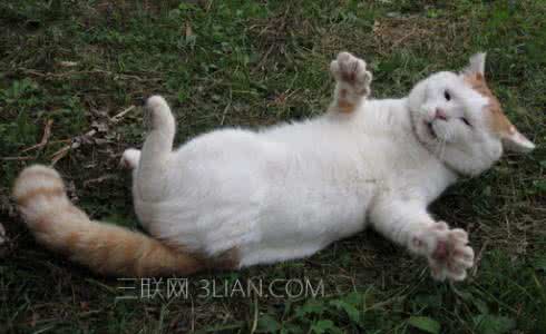 猫咪摇尾巴是什么意思 猫咪摇尾巴是什么意思 怎么给猫咪清洁尾巴